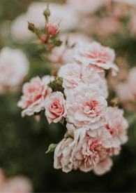 西窗烛功能介绍